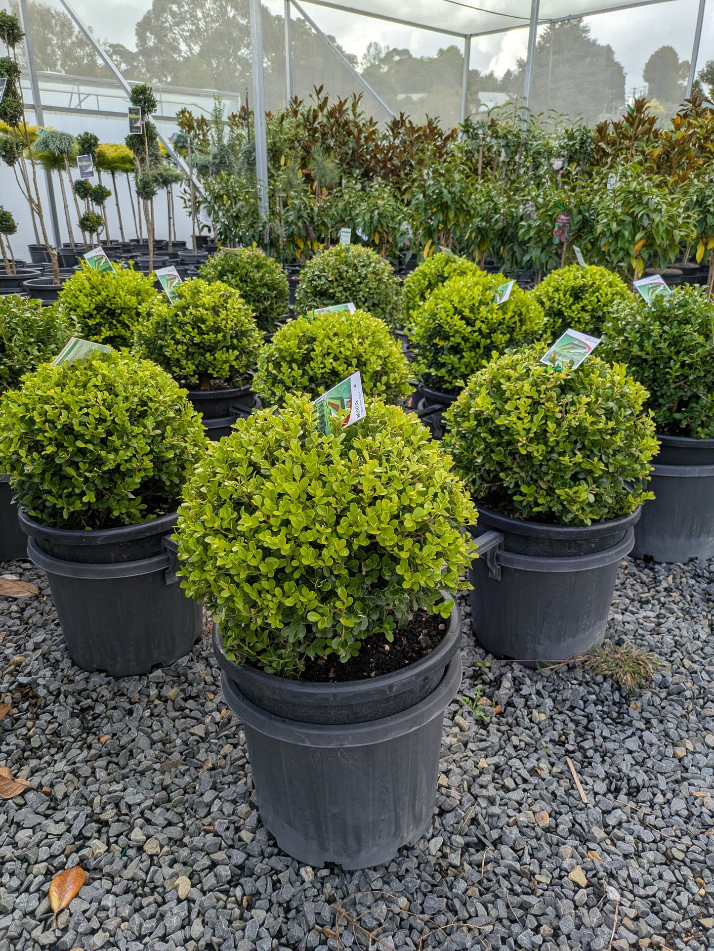 Buxus microphylla japonica