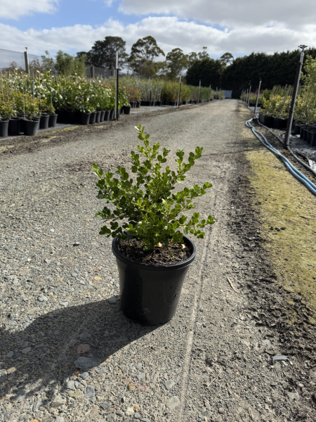 the plant broker