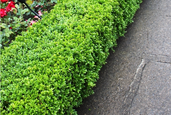 the plant broker