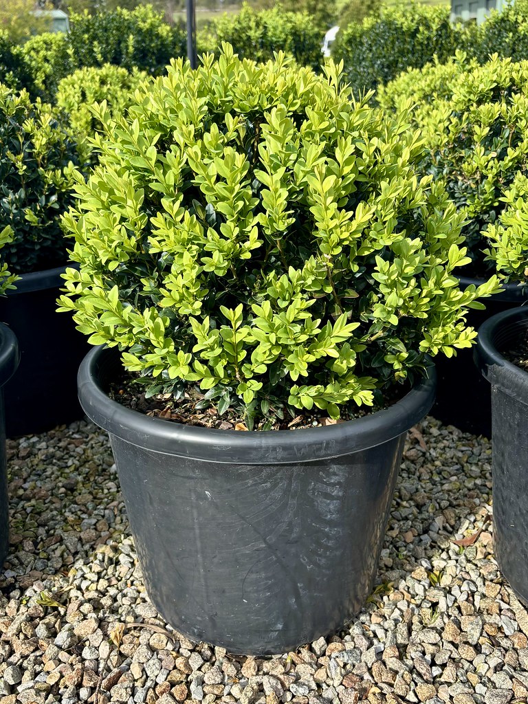 Buxus sempervirens