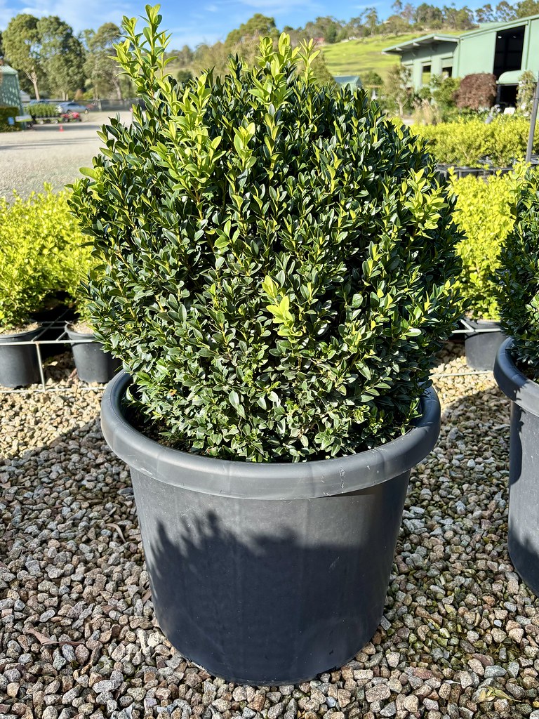 Buxus sempervirens