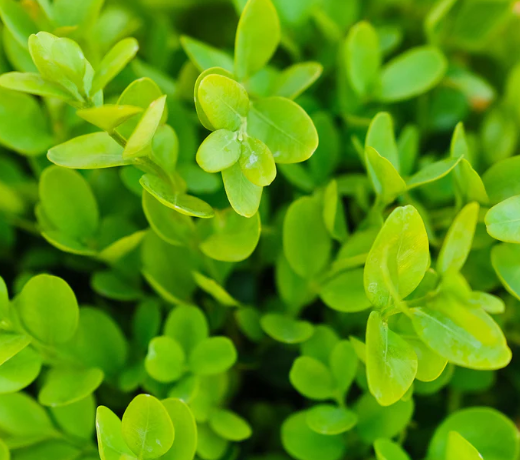 Buxus sempervirens Suffruiticosa
