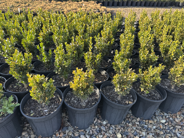 Buxus sempervirens Suffruiticosa