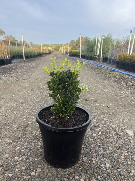 Buxus sempervirens