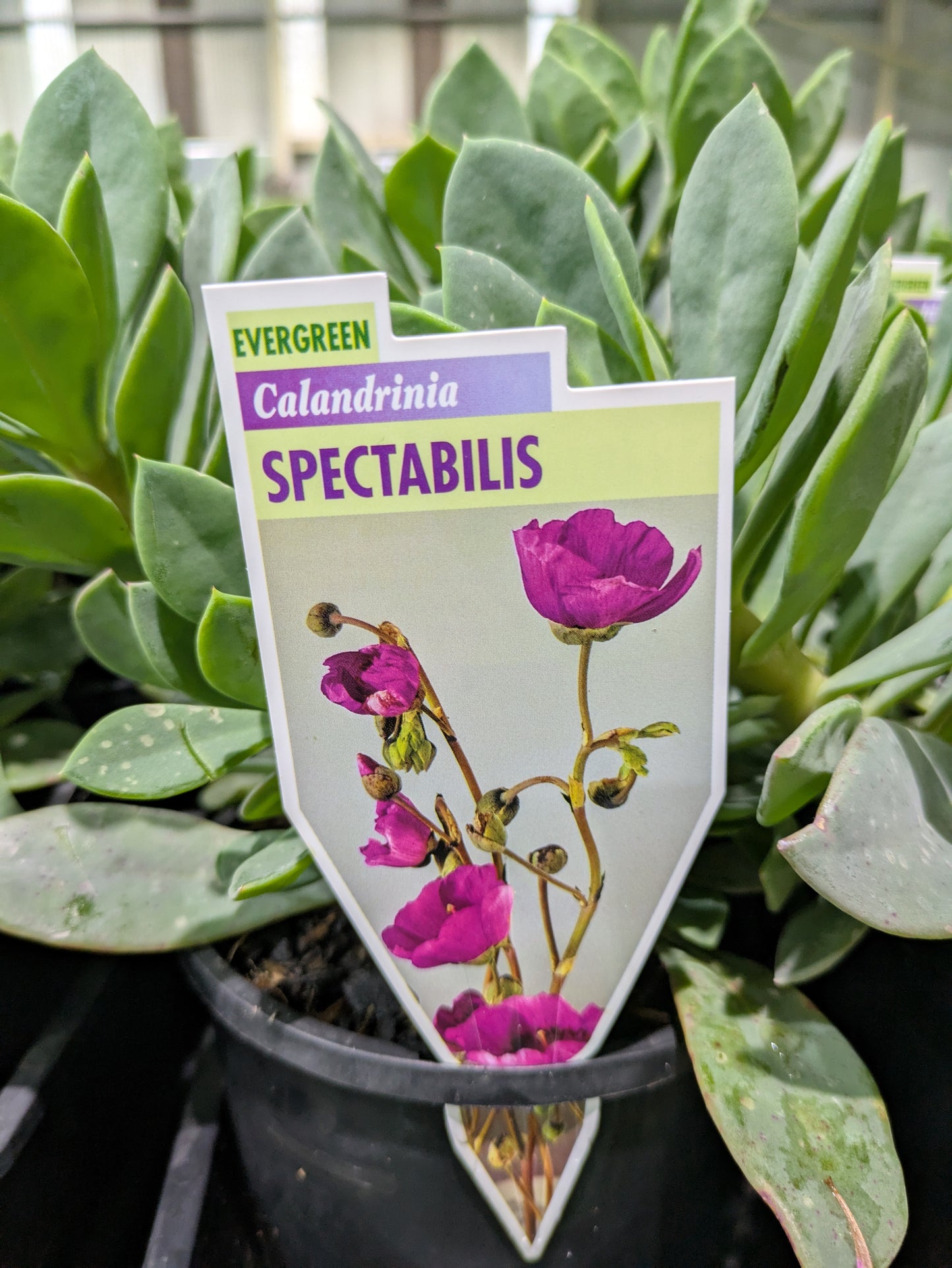 Calandrinia spectabilis