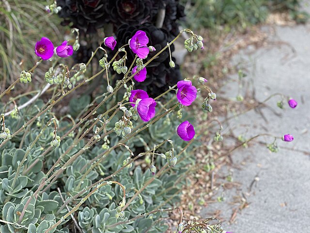 succulent calandrinia Calandrinia spectabilis – The Plant Broker