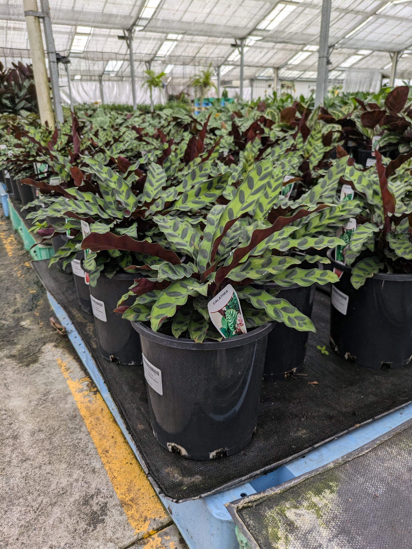 Calathea
