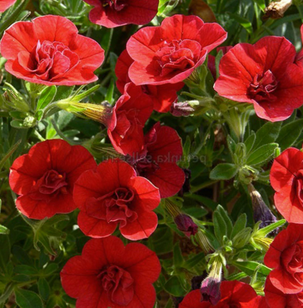 Calibrachoa Aloha Double Cherry Red
