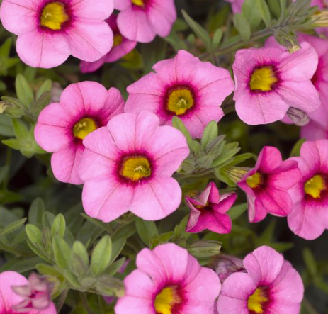 Calibrachoa Callie™ Rose with Eye
