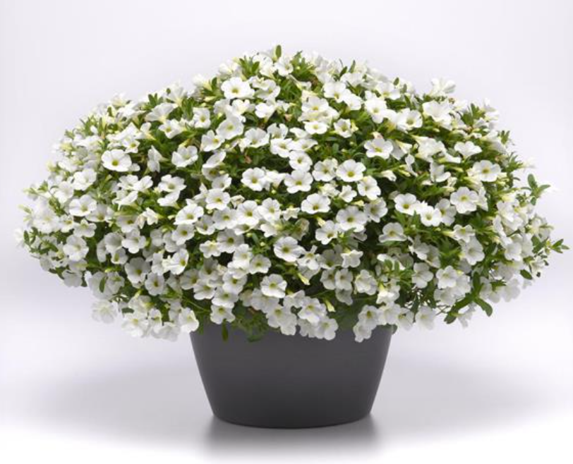 Calibrachoa Callie™ White