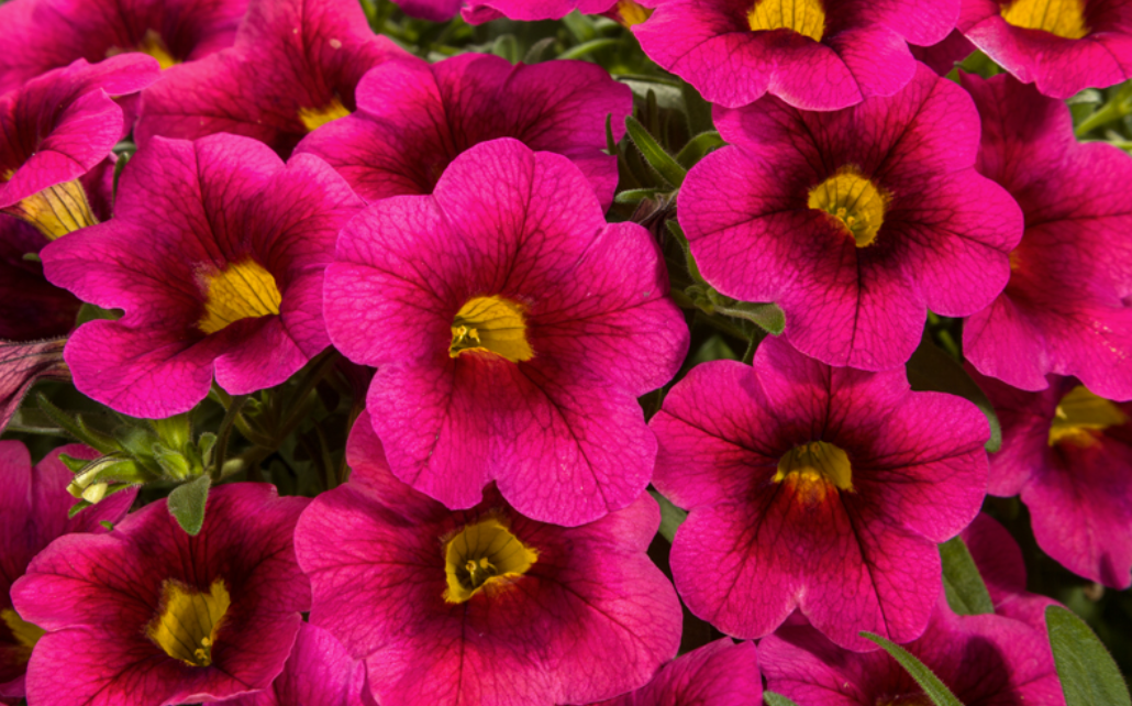 Calibrachoa Cruze Control Red Delicious