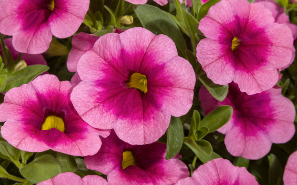 Calibrachoa Cruze Pink Delicious