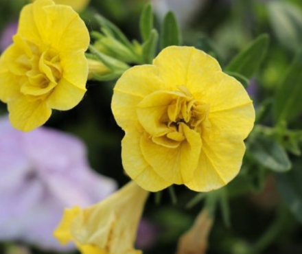 Calibrachoa Elite Double Citric