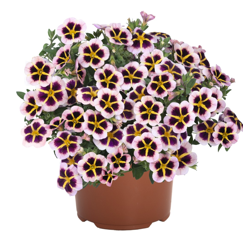 Calibrachoa Tik Tok Crystal