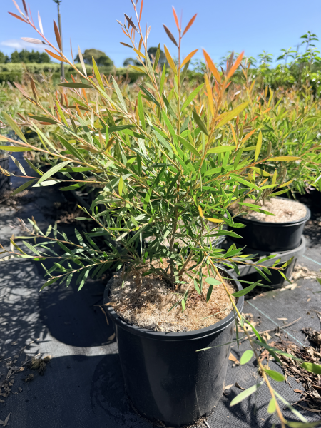 Callistemon Candy Pink