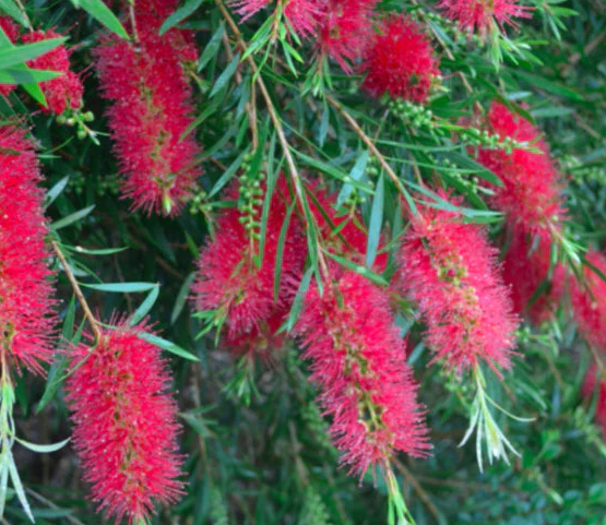 Callistemon Kings Park Special