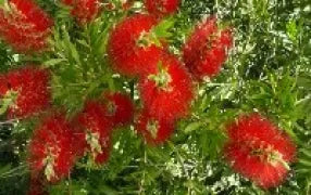 Callistemon Mary Mackillop