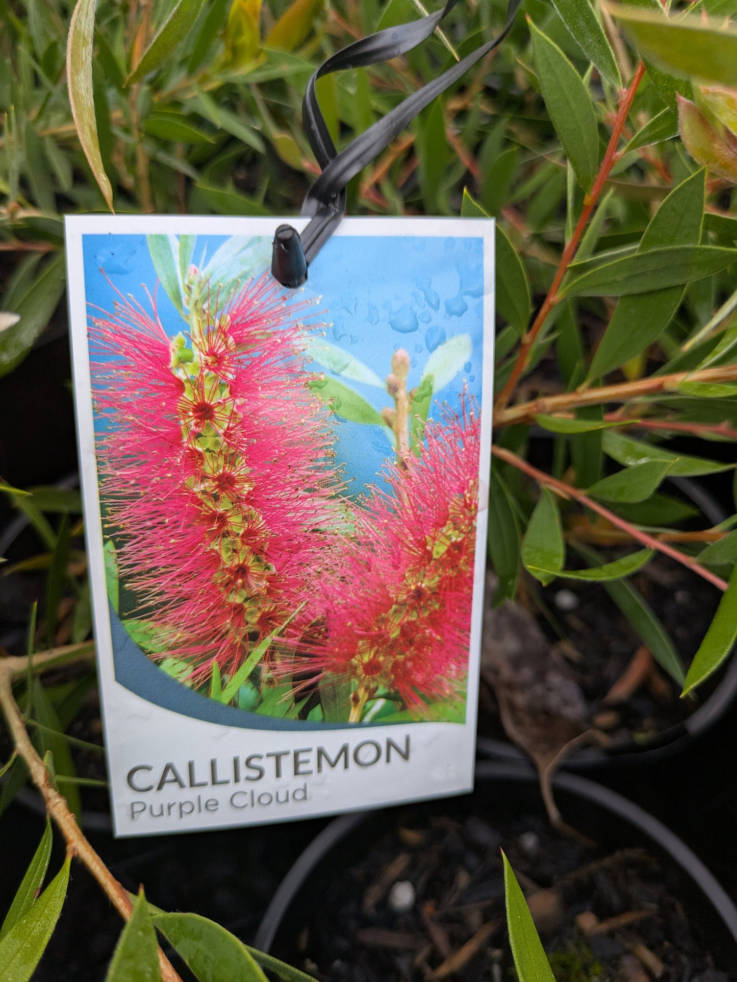 Callistemon Purple Cloud