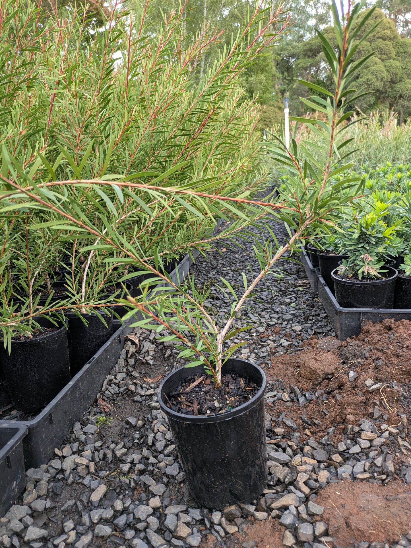 Callistemon Purple Splendour