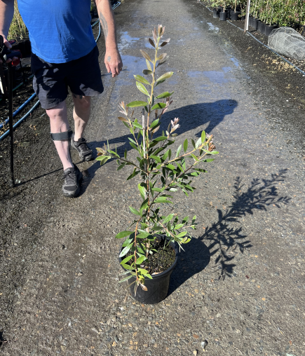 Callistemon citrinus Endeavour