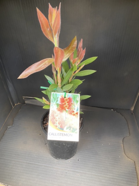 Callistemon citrinus Endeavour