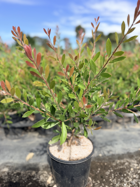 Callistemon citrinus Endeavour