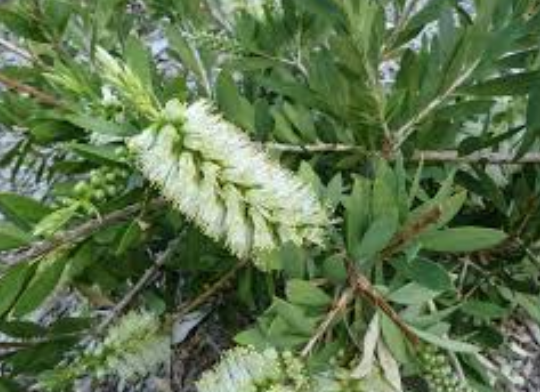Callistemon citrinus White Anzac