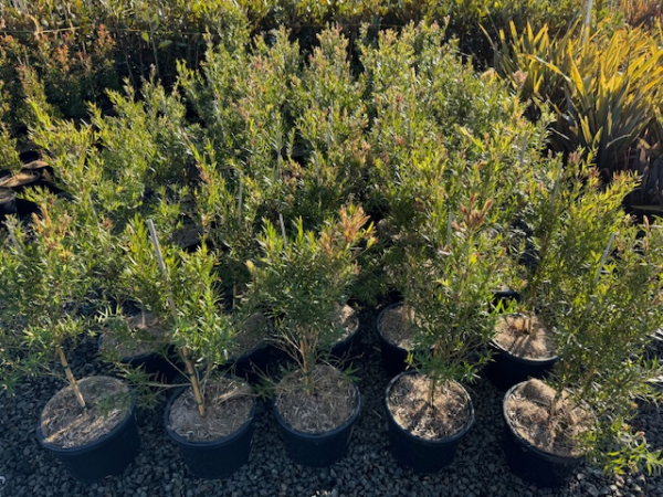 Callistemon viminalis Captain Cook