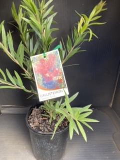 Callistemon viminalis Captain Cook