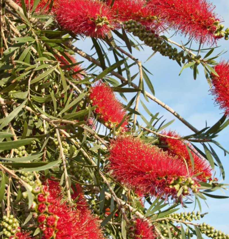 Callistemon viminalis Dawson River Weeper