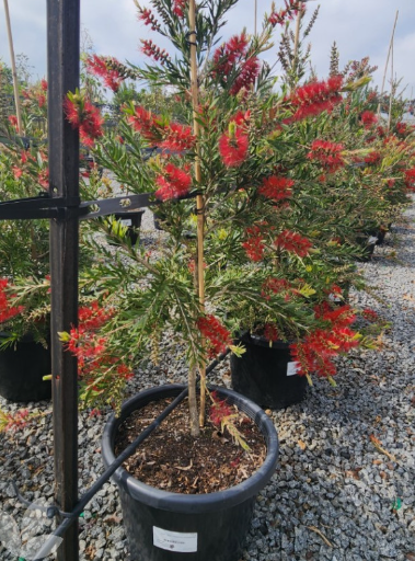 Callistemon viminalis (CV01) SLIMâ„¢