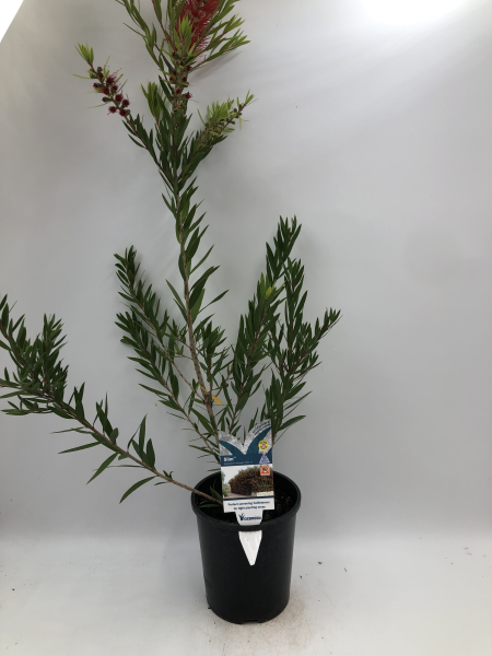 the plant broker