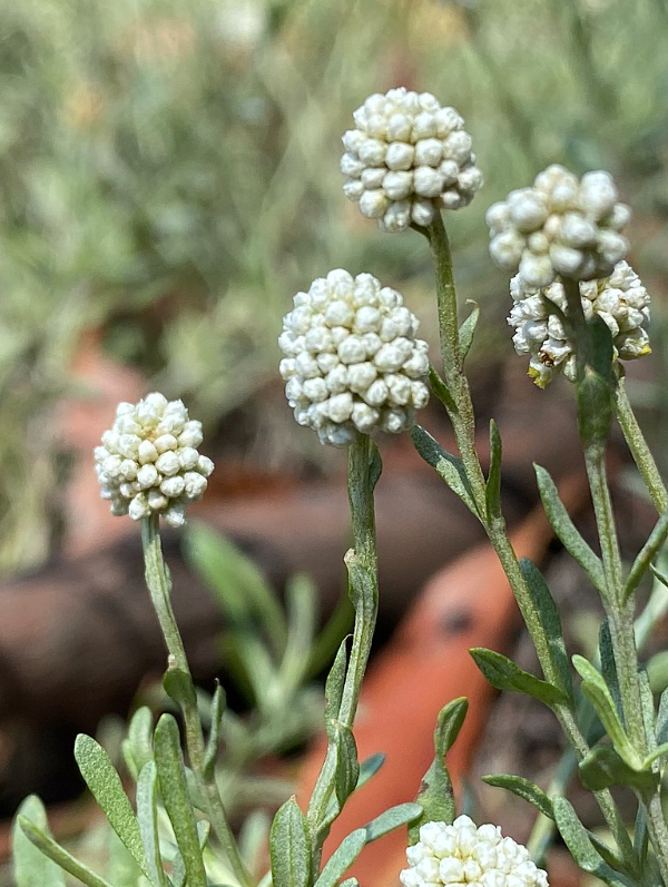 Calocephalus lacteus