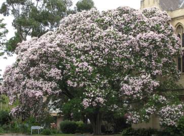 Calodendrum capense