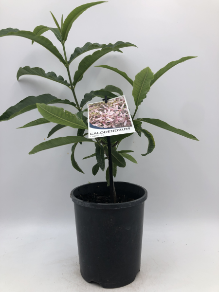 Calodendrum capense
