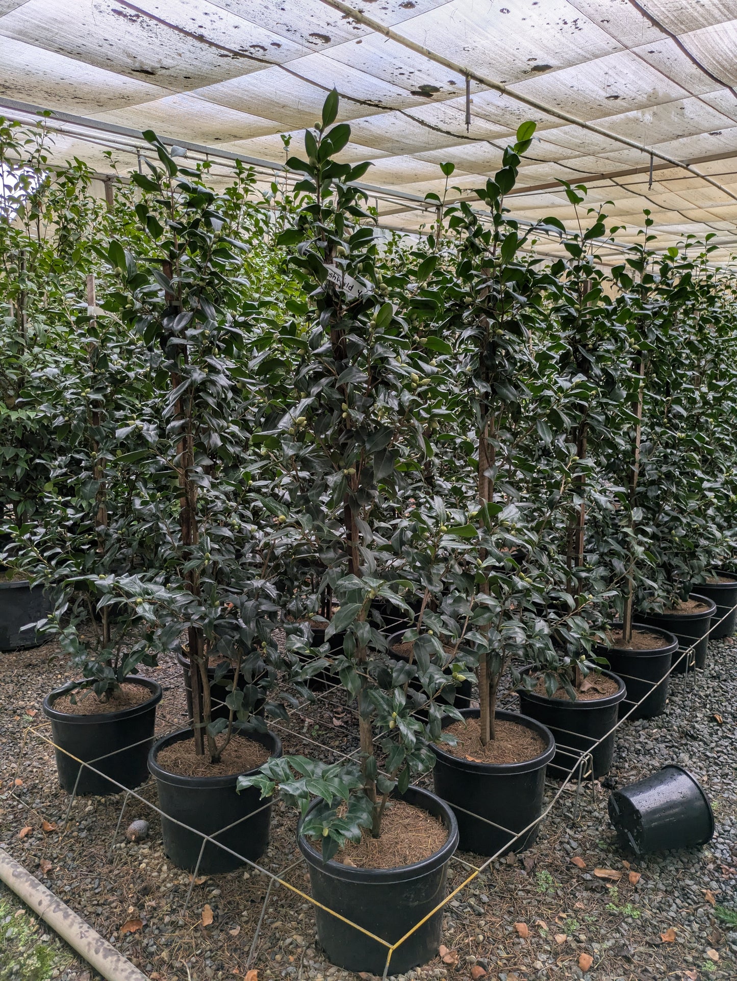 Camellia japonica 'Brushfields Yellow'