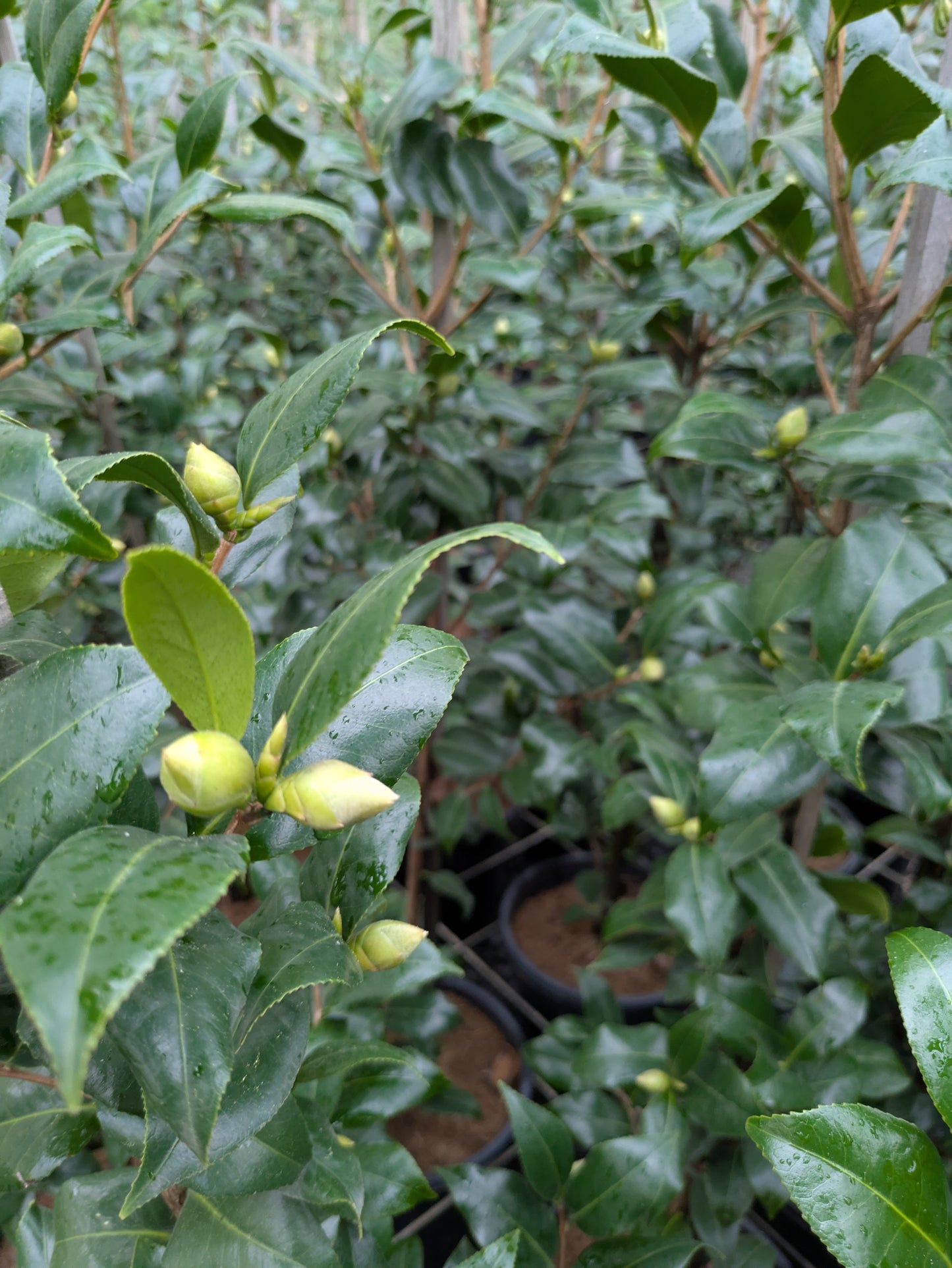 Camellia japonica 'Brushfields Yellow'