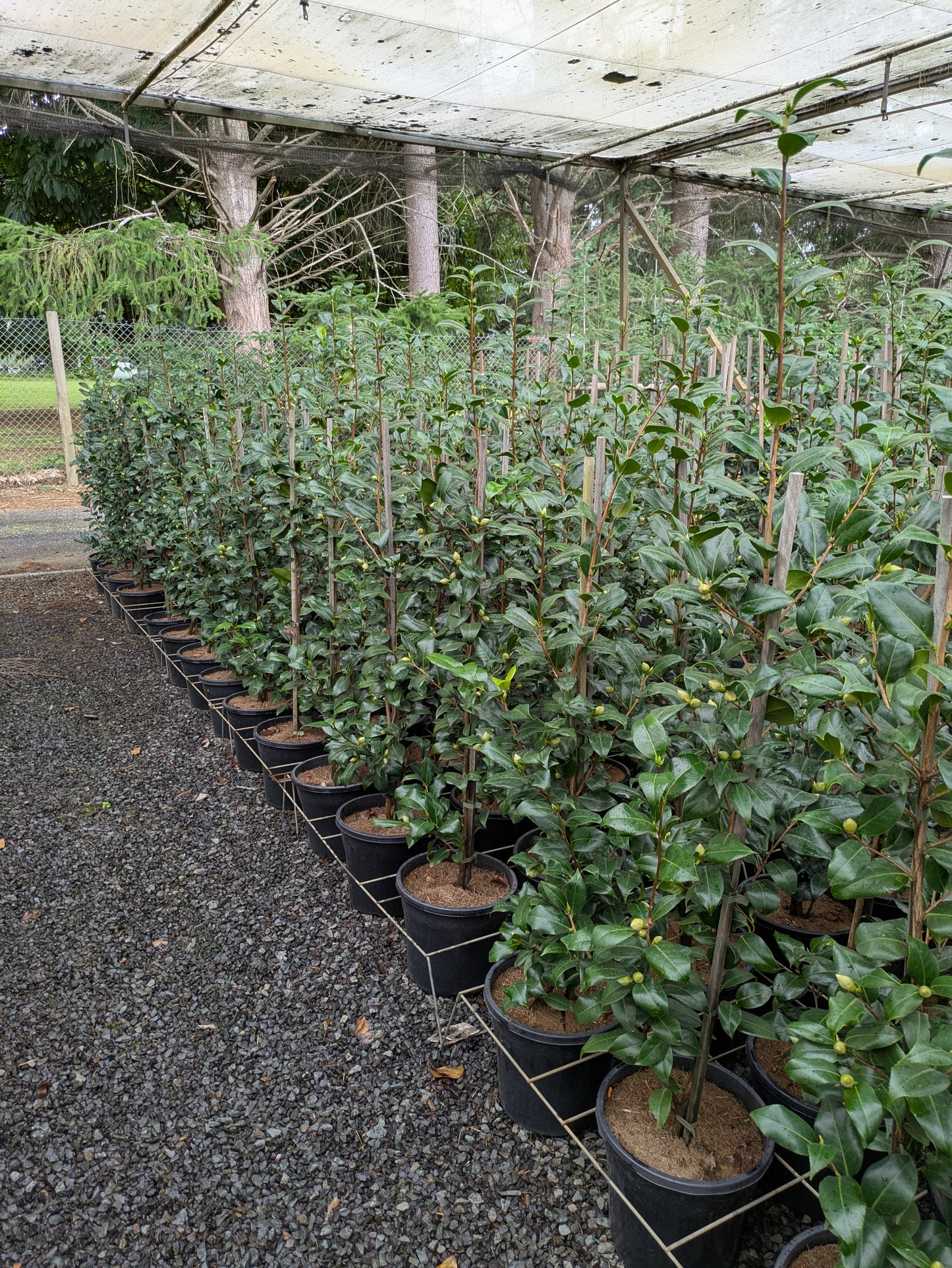 Camellia japonica 'Brushfields Yellow'