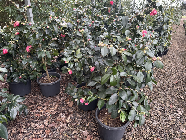 Camellia japonica Elegans