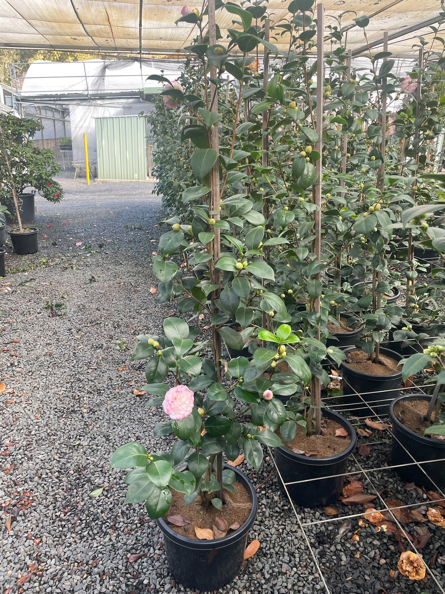 Camellia japonica 'Margaret Davis'