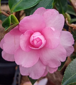 Camellia Paradise Lisa