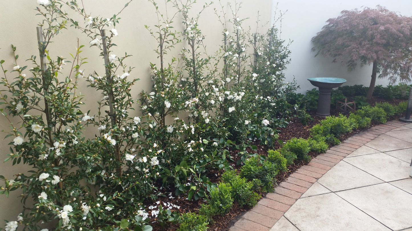 Camellia sasanqua Paradise Little Liane
