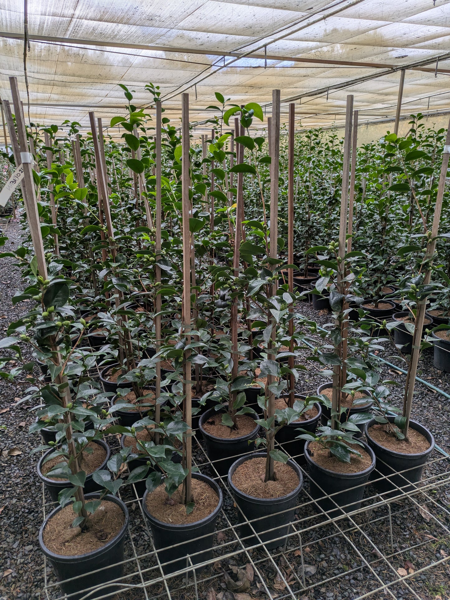 Camellia japonica 'Pope John XXIII'