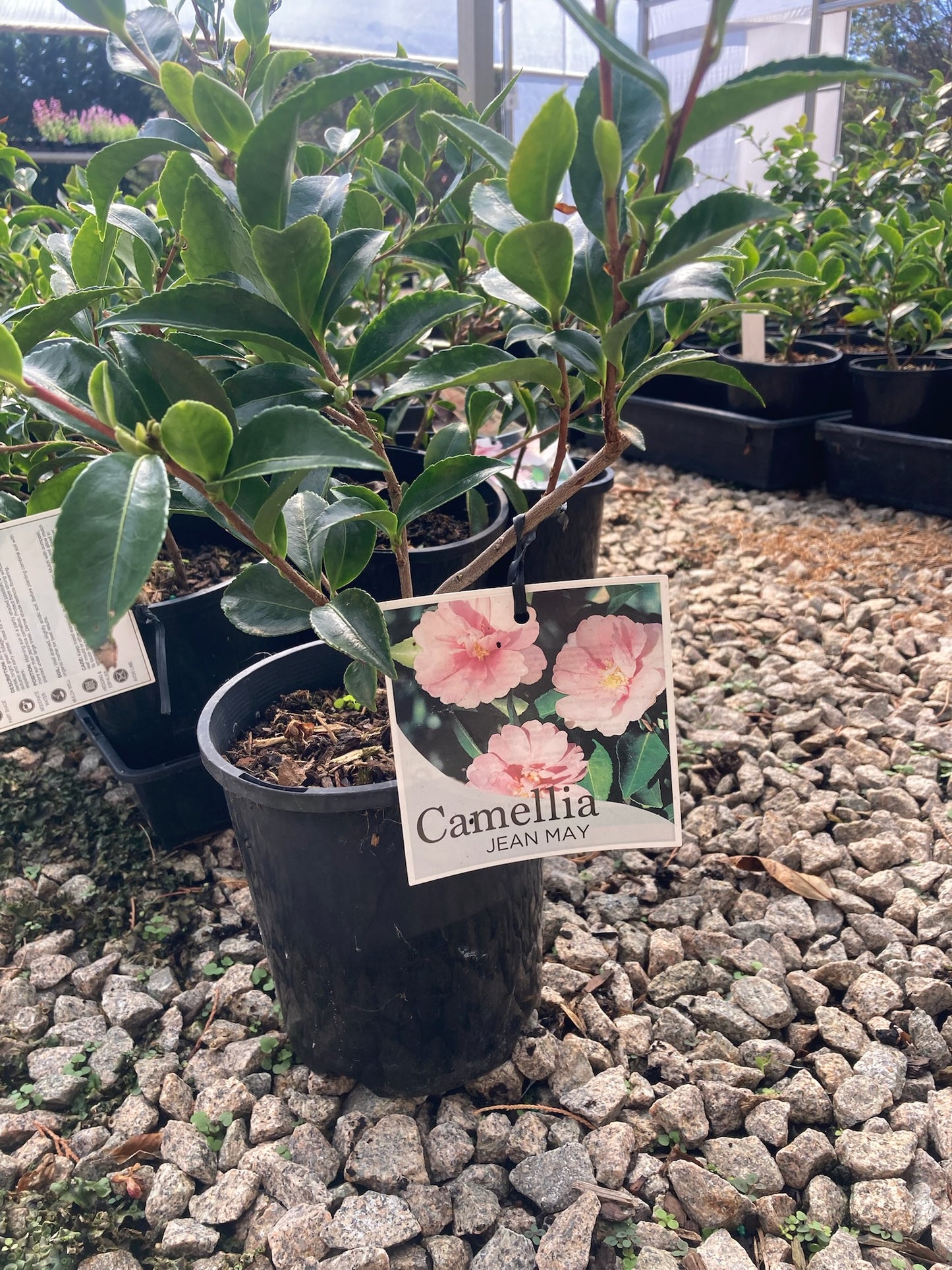 Camellia Sasanqua Jean May