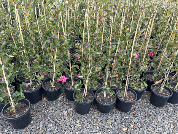 Camellia hiemalis 'Hiryu'