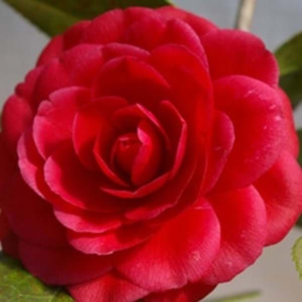 Camellia japonica Black Tie