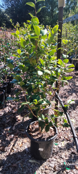 Camellia japonica 'Brushfields Yellow'