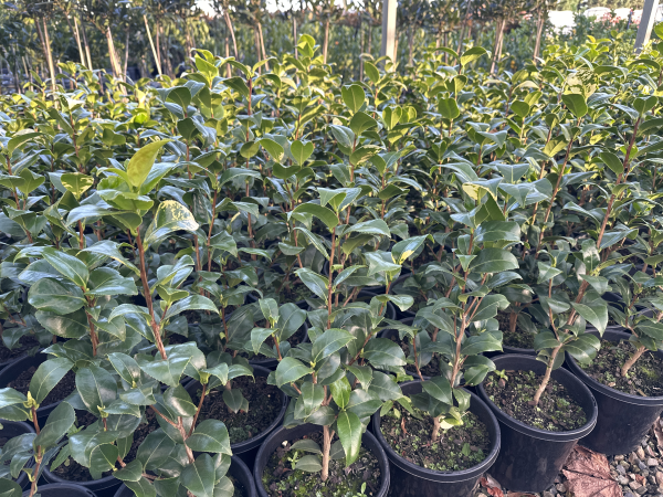Camellia japonica 'Brushfields Yellow'