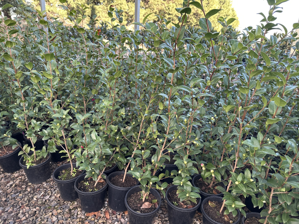 Camellia japonica Debbie