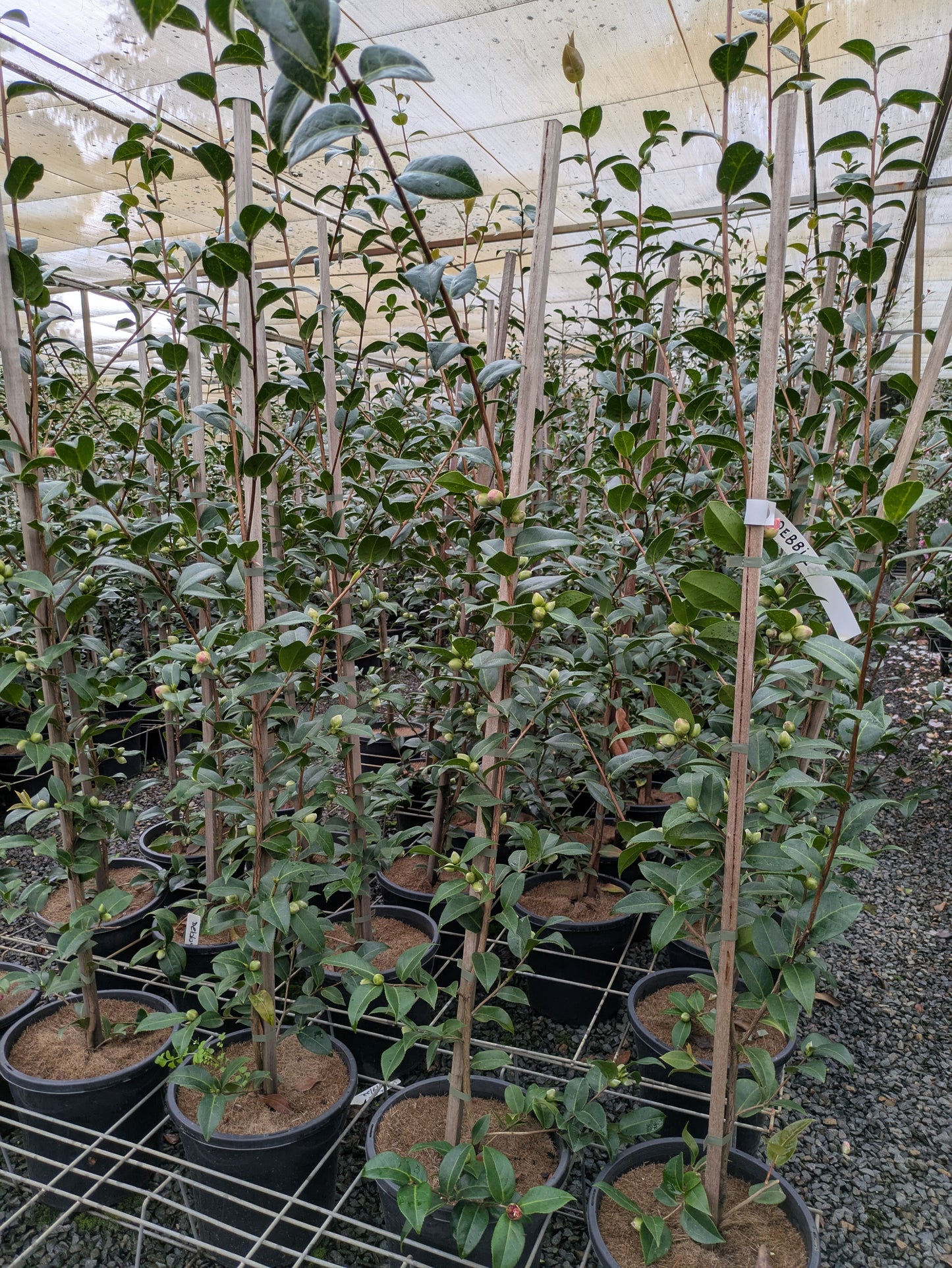 Camellia japonica Debbie